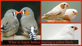 Zebra Finch: Top 3 things to know to successfully keep a zebra finch