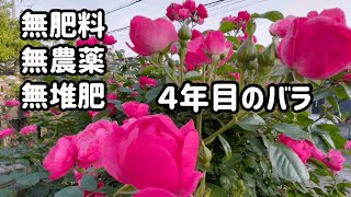 無肥料 無農薬 無堆肥 ４年目のバラ SDGs