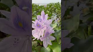 ஆகாய தாமரை மலர்கள் #ஆகாயதாமரை மலர்கள் water hyacinth flowers வெங்காயதாமரை பூக்கள் #nature #reels