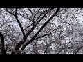 57 【桜】奈良市の一大お花見スポット・佐保川沿いを歩いてきました