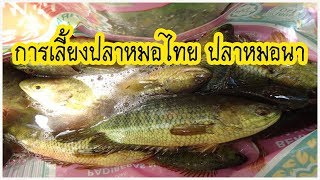 การเลี้ยงปลาหมอไทย | ปลาหมอนา | ในบ่อดิน |