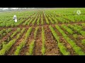 Cumin Experimental Trial