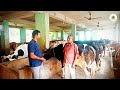 ଗାଈ ଫାର୍ମ ପାଇଁ ଉନ୍ନତ ପ୍ରଜାତି କଣ cow farming in odisha dairy farm gai farm in odisha cowbreed