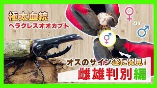 【雌雄判別】極太血統ヘラクレスオオカブトのオスを遂に発見！オスのサインがどのような形をしているのか詳しく解説！