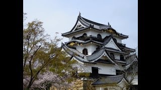 ひこにゃん活動危機に悲鳴…活動13年目、売り上げは10億円