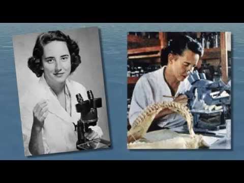 What kind of sharks did Eugenie Clark study?