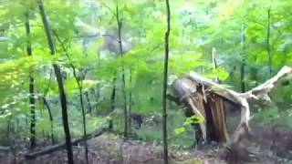 Trees Falling Compilation #1 No Music