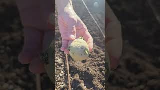 Sprouting (chitting) and planting store-bought potatoes #shorts