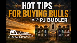 PJ Budler - Hot Tips for Buying Bulls