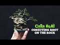 CARA MEMBUAT BONSAI CONECTING ROOT ON THE ROCK