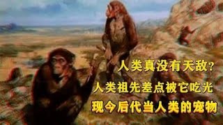 人类果真没天敌？它差点将人类祖先吃光，如今人类将其后代当宠物