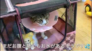 【通院報告】腹水、心臓、血液の検査結果🐱