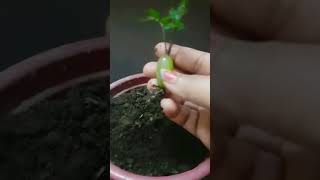 propagate grape 🍇 tree at home viral video#how to grow grape tree at home #viral short#gardening#🍇🍇🍇