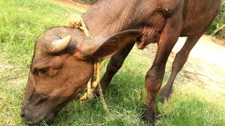 🐃 Buffalo Baby Grazing Grass 🏕😍 | Renu Jeetu Vlogs