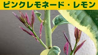 ピンクレモネード・レモンの新梢/斑入り葉が美しいピンクレモネード　春の様子/