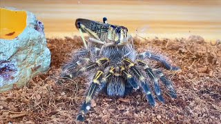 蜘蛛捕食巨型蚂蚱 金直间捕鸟蛛捕食 Spiders prey on giant grasshoppers,Tarantula predation