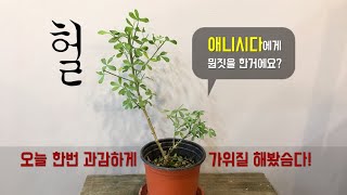 헐~ 애니시다에게 뭔짓을 한거야? 식물의 웃자람과 마디에 대한 개념과 가지치는 방법