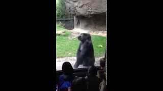 Gorilla Scares Kids Taunting Him