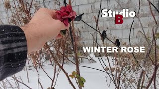 Studio B and the Winter Rose Ep1