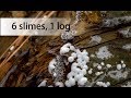 Hike-along 1: 6 slimes 1 log