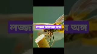 লজ্জা ঈমানের অঙ্গ#shorts #islamicvideo #islam #status #viral #mizanur_rahman_azhari