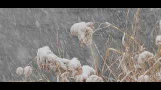 눈송이☆☆ 눈오는 탄천  6번째 눈 ❄❄❄ 분당탄천의 눈오는 풍경 눈눈  눈부셔♡♡♡  2021년 1월 28일