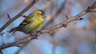 野鳥撮影・ マヒワ Eurasian siskin 1/2