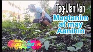 Magtanim at may Aanihin ( Backyard Garden)| Kuya Ymann