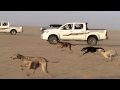 Download هدد نمر وفوز كيري In Mp4 3Gp Full HD Video