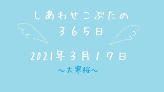 株式会社SCRIT「しあわせこぶたの３６５日」～３/１７　大寒桜～