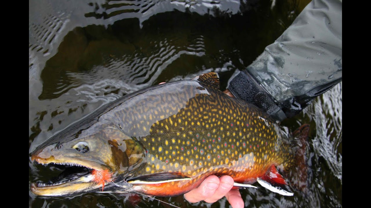 Big Brook Trout At Fortress Lake | Stillwater Techniques - YouTube