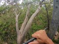 Climbing the Gloucester Tree - Pemberton, WA (Jan 10, 2021)