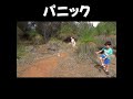 大量の蟻に襲われてパニック