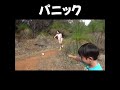 大量の蟻に襲われてパニック