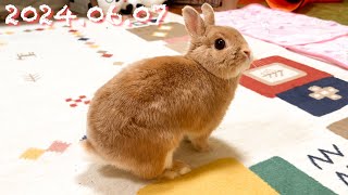 毎日の30秒ひなちゃん🐰✨【2024.06.07のひな】[うさぎ]