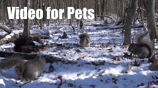 A Scurry of Squirrels in a Canadian Forest - 10 hour Cat TV for Pets to Watch 😺 - Feb 05, 2025