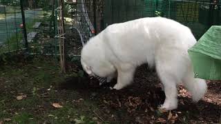 ルンルンひたすら穴を掘る greatpyrenees グレートピレニーズ