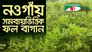 নওগাঁয় সমবায়ভিত্তিক ফল বাগান