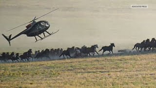 The federal government plans to remove 14,000 wild horses across 9 states