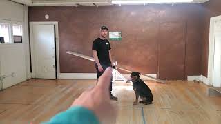 #dogtraining Off Leash Training a 6 year-old Aggressive Dog