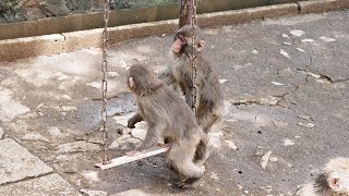 高尾山さる園のヒナツちゃんとムツキくん