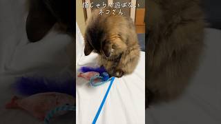 【猫じゃらで遊ばないネコさん/フワモフよりも棒が好きなハチくん】#保護猫 #ねこ #猫のいる暮らし #ねこ動画 #猫 #仔猫 #子猫 #かわいい  #ハチくん #きなこ #シーちゃん #アイドル