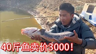 小鄧準備乾魚塘了，1條40斤的魚有人出價3000元，這次可以賺一筆【石頭記事】