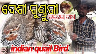 indian quail Bird//ଦେଶୀ ଗୁଣ୍ଡୁରୀ ଚଢ଼େଇ ଚାଷ(bater)gunduri farming odisha//Western Odisha farming