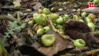 തോട്ടം മേഖല: തൊഴിലാളി ക്ഷാമം രൂക്ഷം