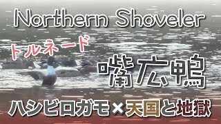 【クルクル】野鳥 Northern Shoveler 嘴広鴨 ハシビロガモ×天国と地獄【トルネード】