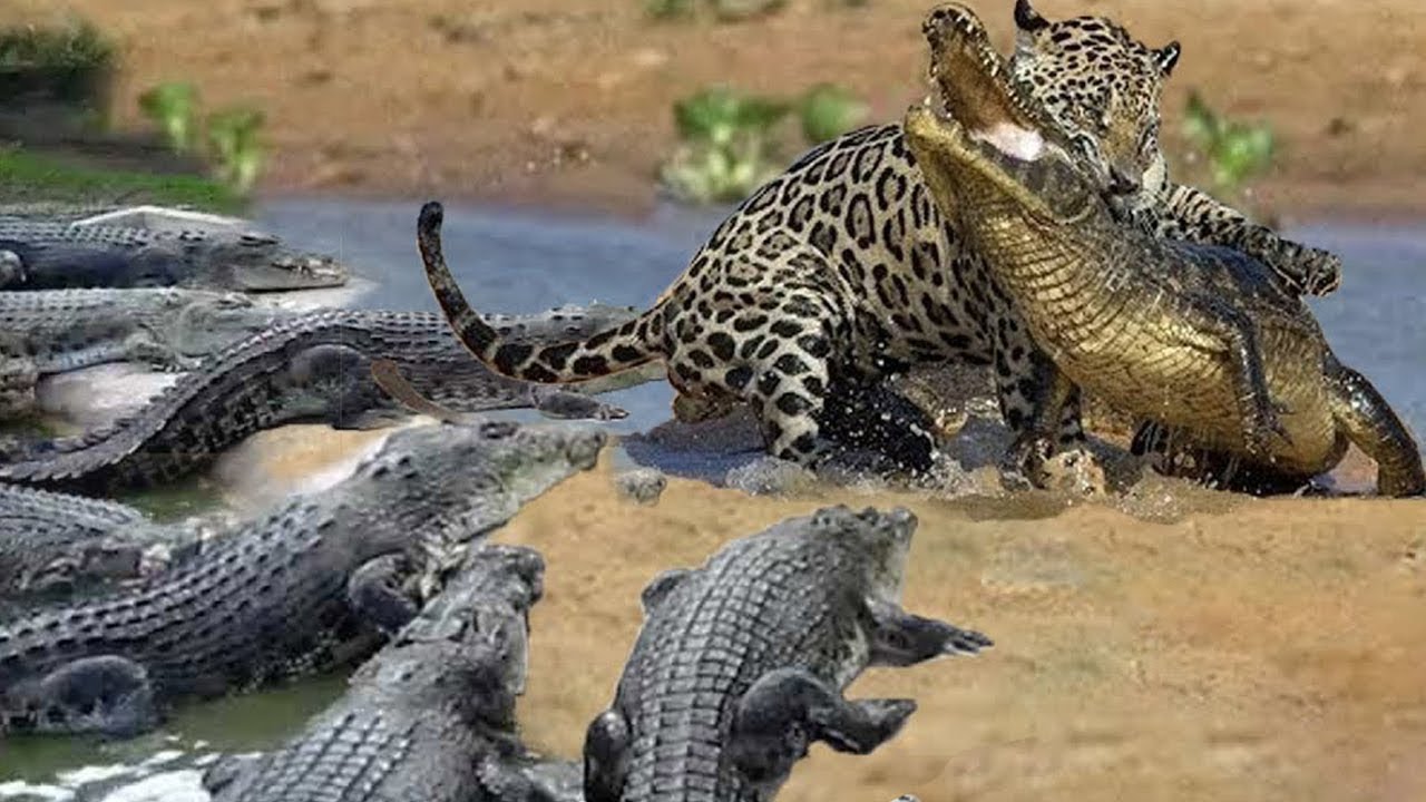 Amazing Jaguar Hunting Crocodile While Sleeping - Leopard Hunting Fail ...