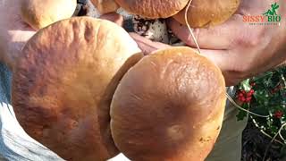 Saison des cèpes dans les Landes: Cueillette octobre 2022 #cepes  #nature #champignons