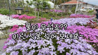 풀보다 강한식물 왕원추리,맥문동,벌개미취,황매화,죽단화,비비추,노랑창포 #창포,#맥문동,#원추리,#비비추,#죽단화,벌개미취