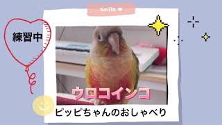 ウロコインコ　鳴き声　呼び鳴き　おしゃべり練習